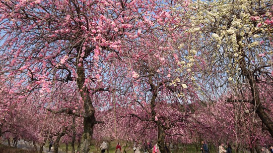 梅林公園の梅 