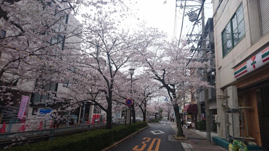 四谷通の桜