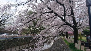 岐阜公園の桜