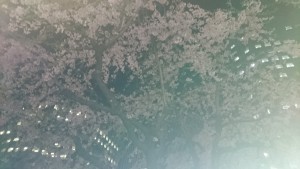 夜桜見納め