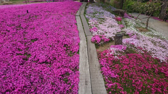 芝桜の中の通路