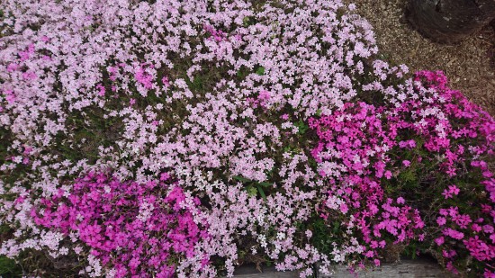 ピンク系の芝桜