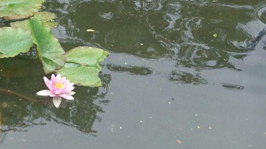 香恋の館の蓮の花