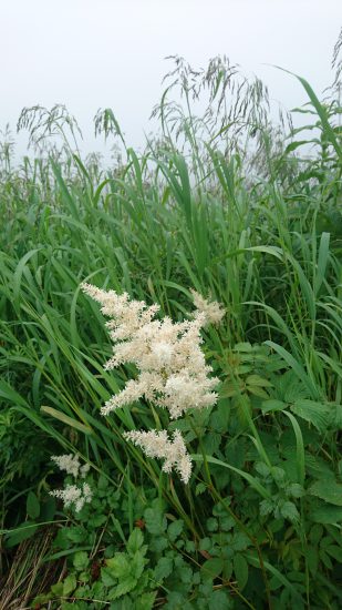 高峰高原白い野花