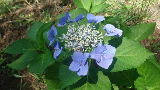 新倉山浅間公園がくあじさい