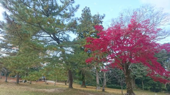 伊賀上野城　公園内の紅葉