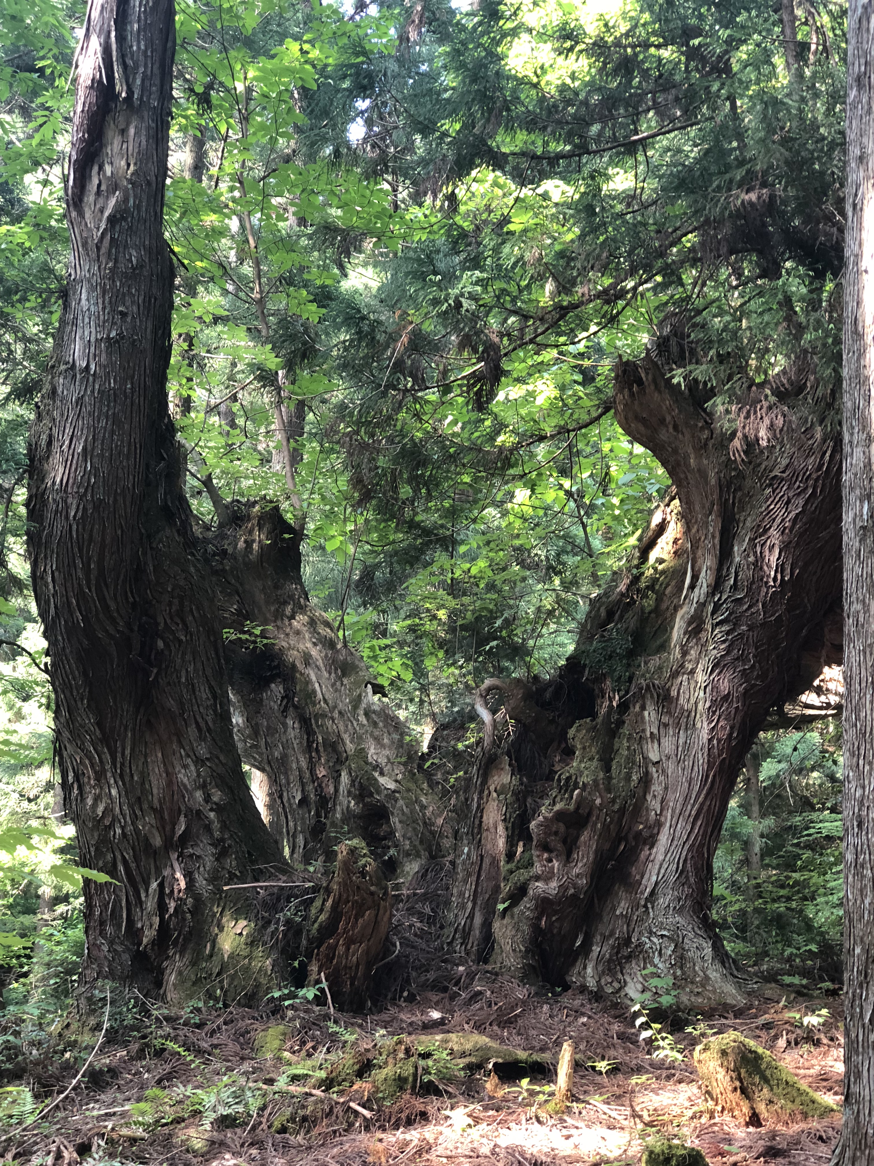 関市板取の21世紀の森公園にある株杉を見てきました Tax And The Sake